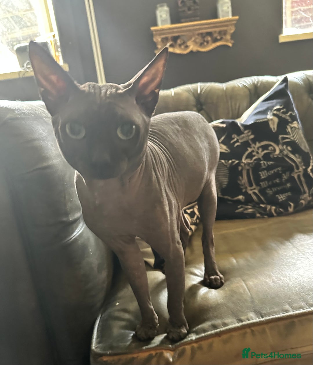 Sphynx cats for sale: Beautiful 2 yr old sphynx boy - Image 4