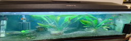 Live Bearers fish for sale: Guppies & Panda Cory + setup - Advert 1