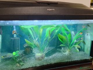 Live Bearers fish Guppies & Panda Cory + setup - Advert 1