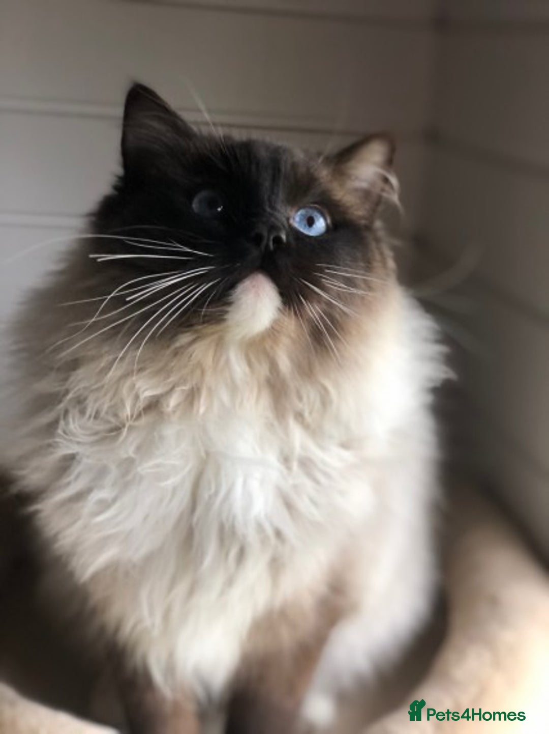 Ragdoll cats for stud: FOR STUD GCCF reg Active Grand Champion for stud in Doncaster - Advert 5