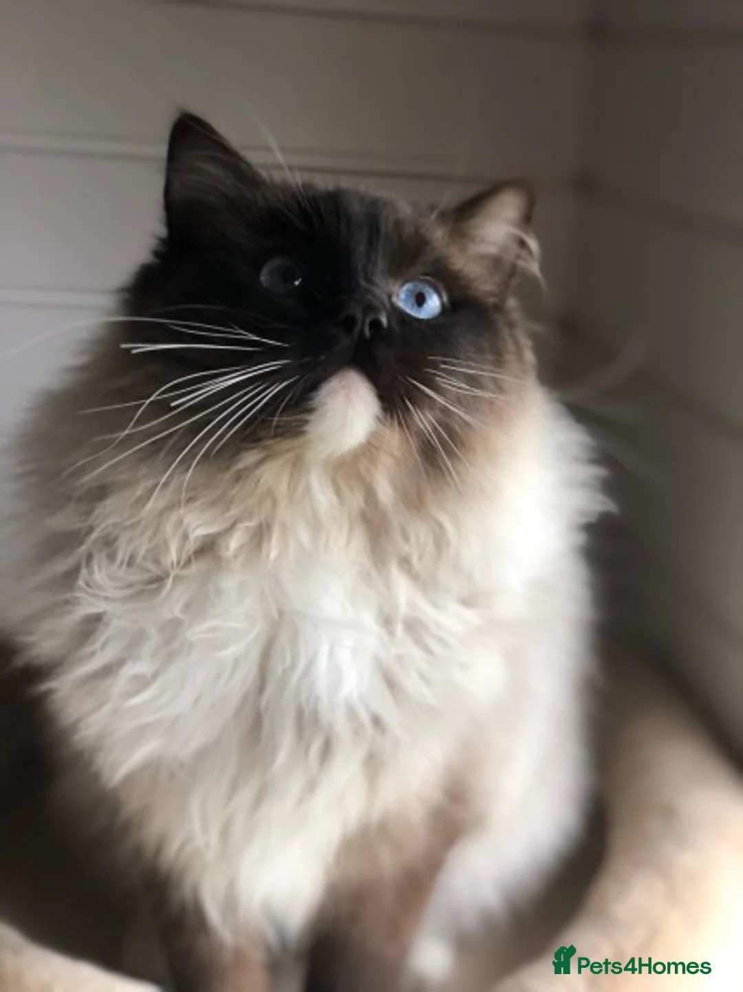 Ragdoll cats for stud: FOR STUD GCCF reg Active Grand Champion for stud in Doncaster - Advert 5