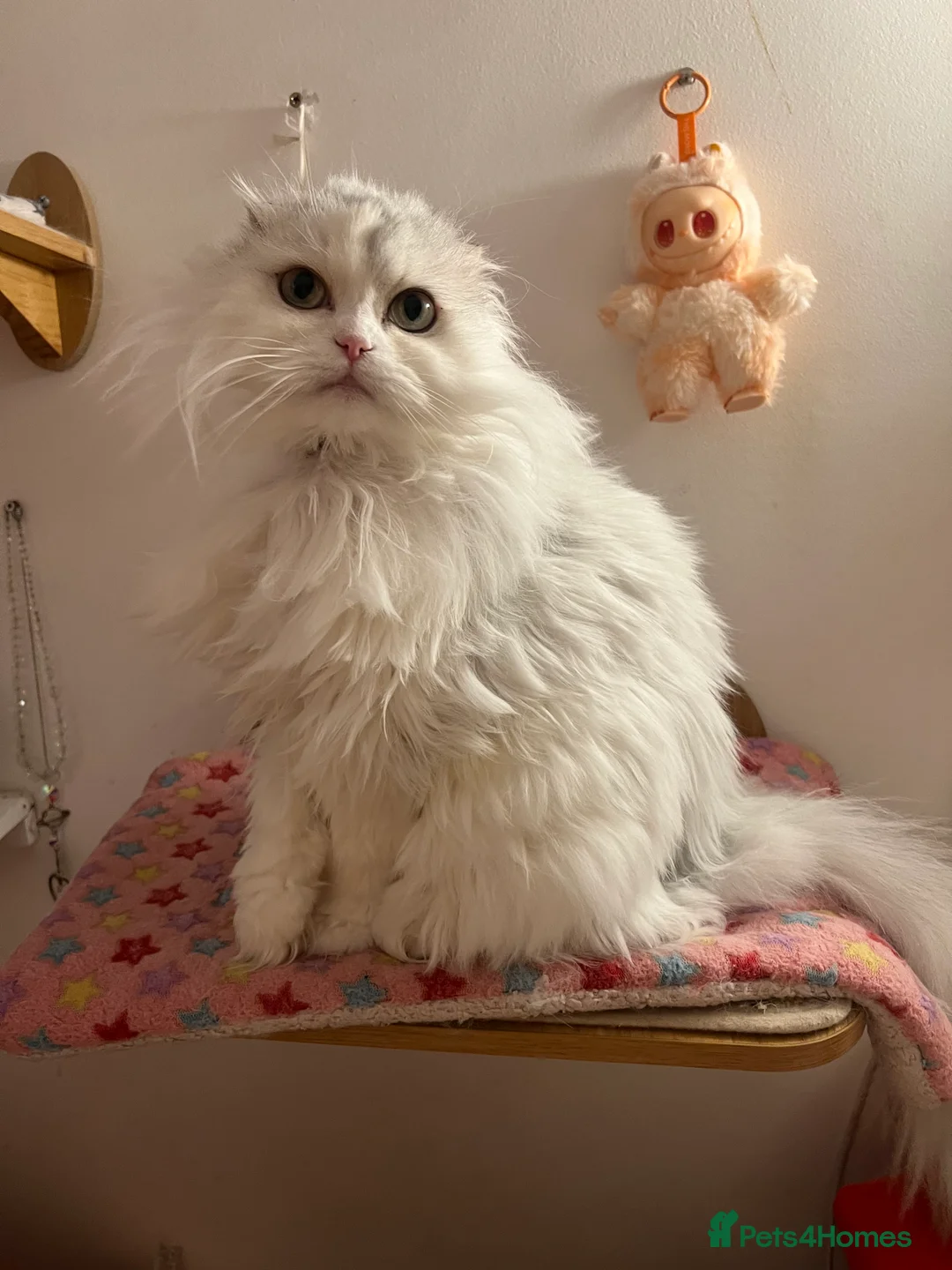 Scottish Fold cats for sale: Gorgeous Scottish Fold Girl - Advert 1