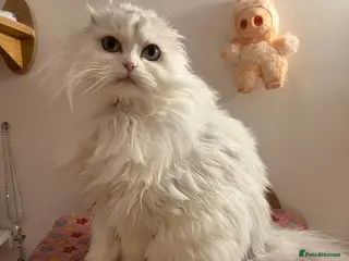 Scottish Fold cats Gorgeous Scottish Fold Girl - Advert 1