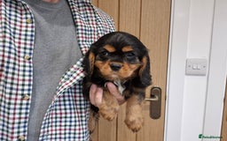 Cavalier King Charles Spaniel dogs for sale: Cavalier King Charles Spaniels - Image 9