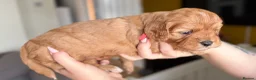 Cavapoo dogs for sale: F1 cavapoos stunning puppies - Advert 3