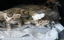 Bengal cats for sale: Absolutely Stunning Bengals  - Image 26