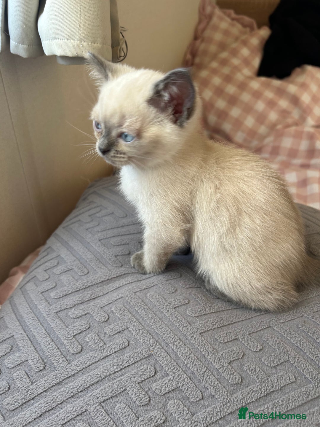 American Shorthair cats for sale: British short haired kitten  - Image 7