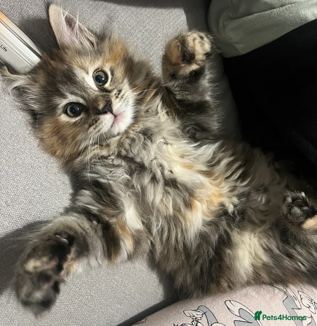 Mixed Breed cats for sale: Nala Mainecoon mixed ragdoll 1 year 6 months old - Advert 8