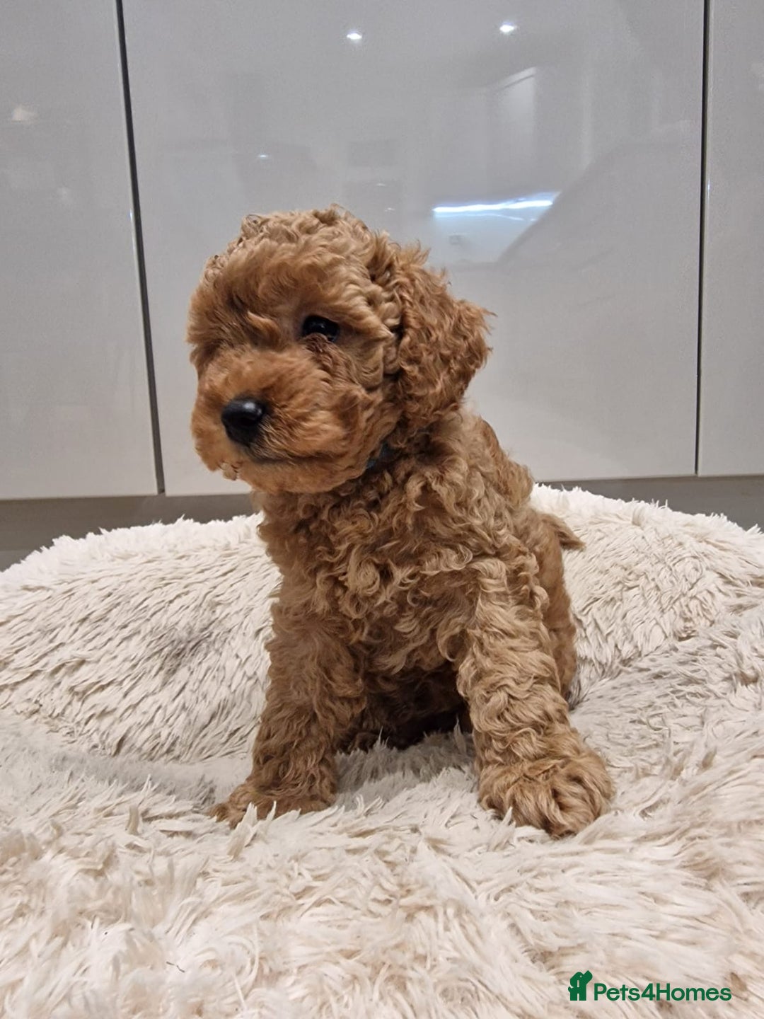 Cockapoo dogs for sale: 3 Gorgeous Apricot Cockapoo Puppies  - Advert 8