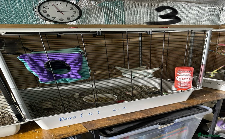 Rat rodents - Advert 1