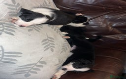 Border Collie dogs for sale: Border Collie Pups - Advert 13
