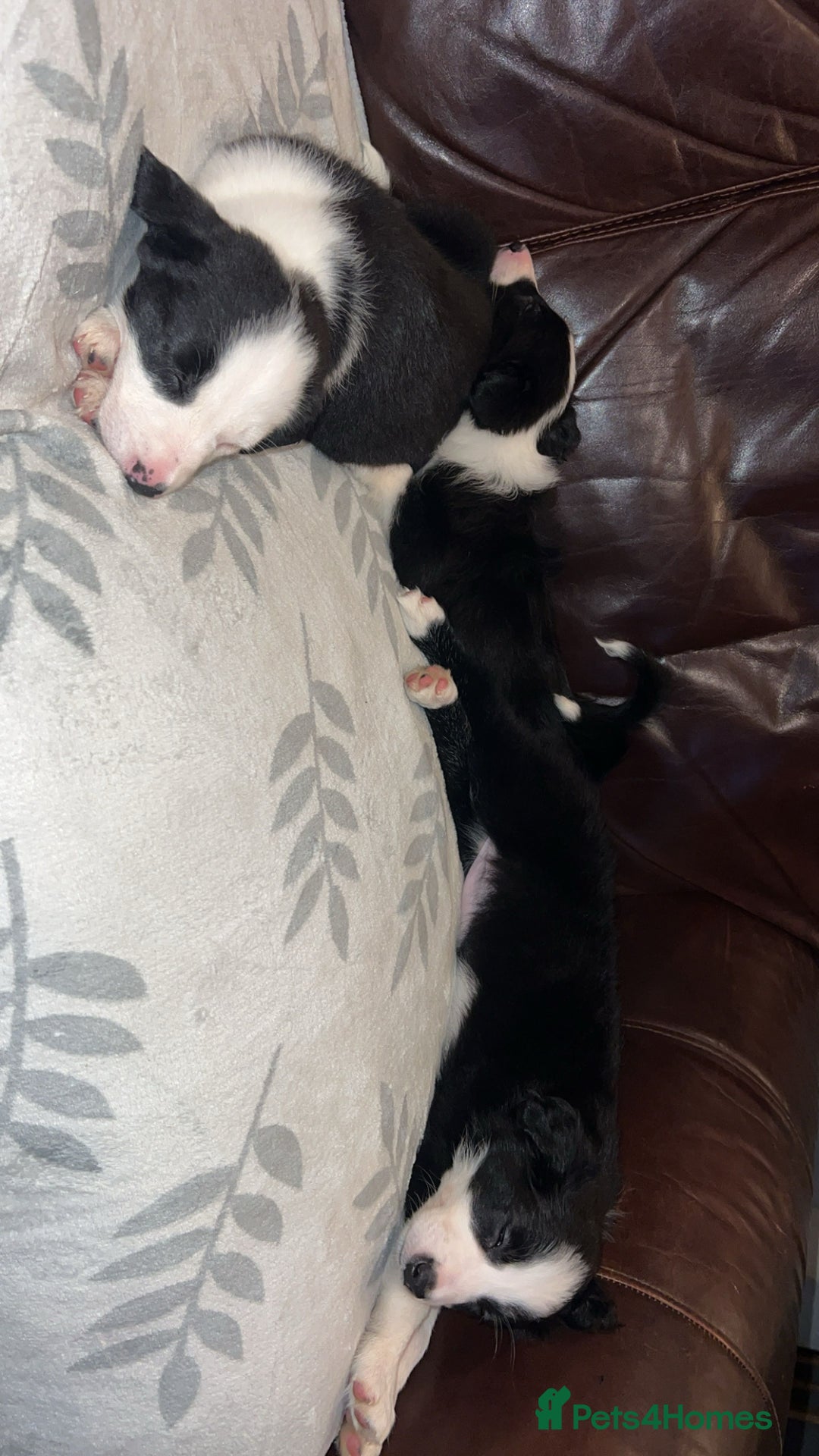 Border Collie dogs for sale: Border Collie Pups - Advert 13