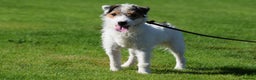 Parson Russell dogs for stud: 5 star licensed registered breeder - Advert 3