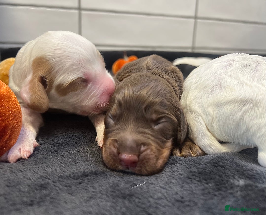 Cocker Spaniel dogs for sale: ✨Beautiful Cocker Spaniel Puppies✨ - Advert 8