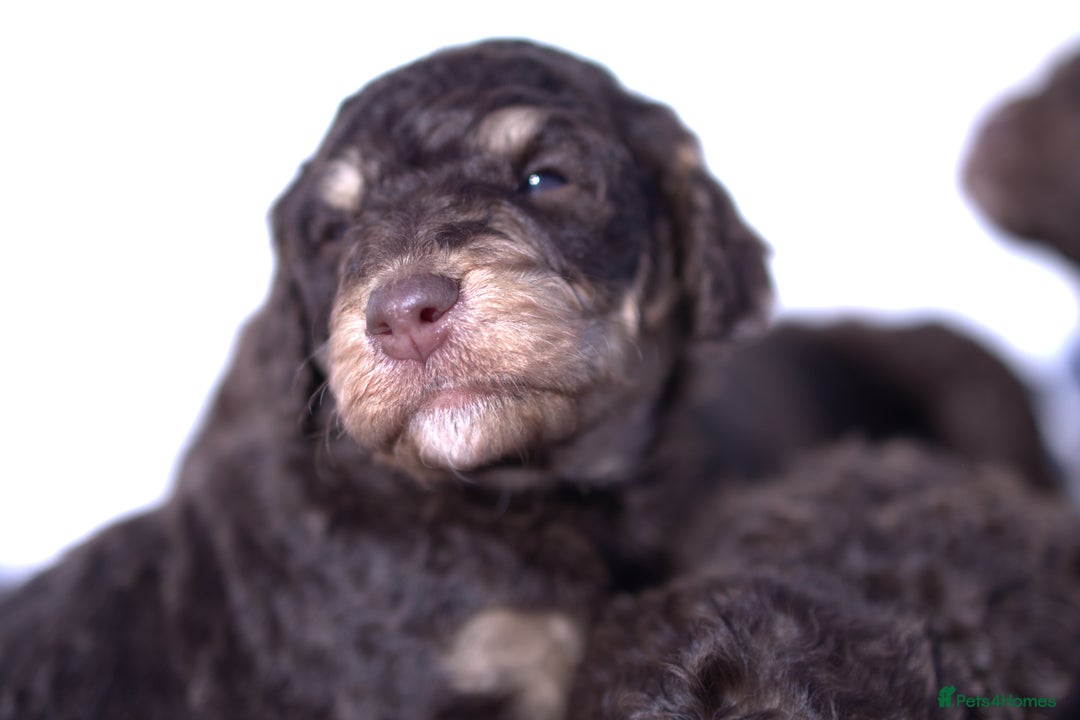 Labradoodle dogs for sale: 🐾🌈 Bred for Potential, Raised for Resilience🐾🌈 - Advert 4