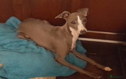 Italian Greyhound dogs for sale: Champion blood line KC Reg Italian Greyhounds - Advert 9