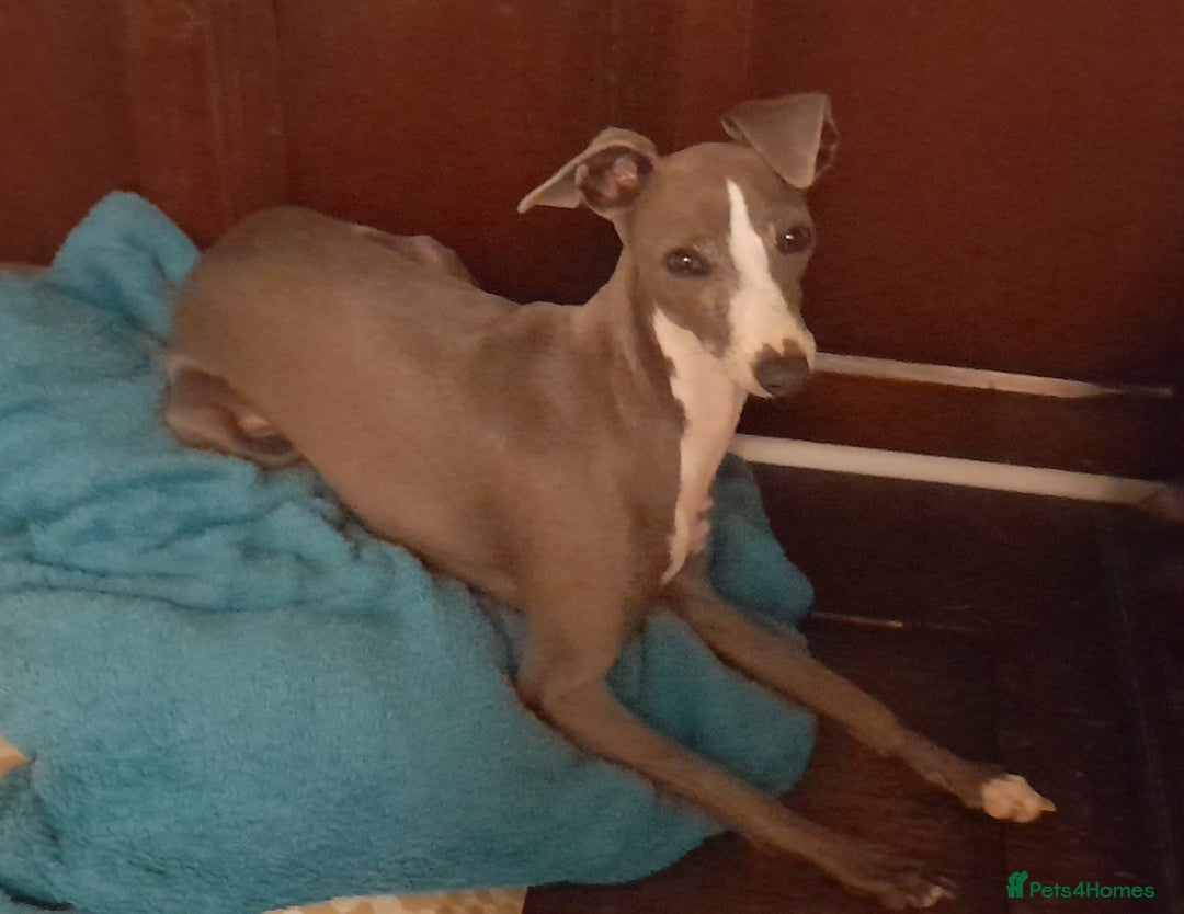 Italian Greyhound dogs for sale: Champion blood line KC Reg Italian Greyhounds - Advert 9