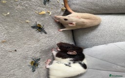 Rat rodents for sale: Pair of 4 month old female rats - Image 5