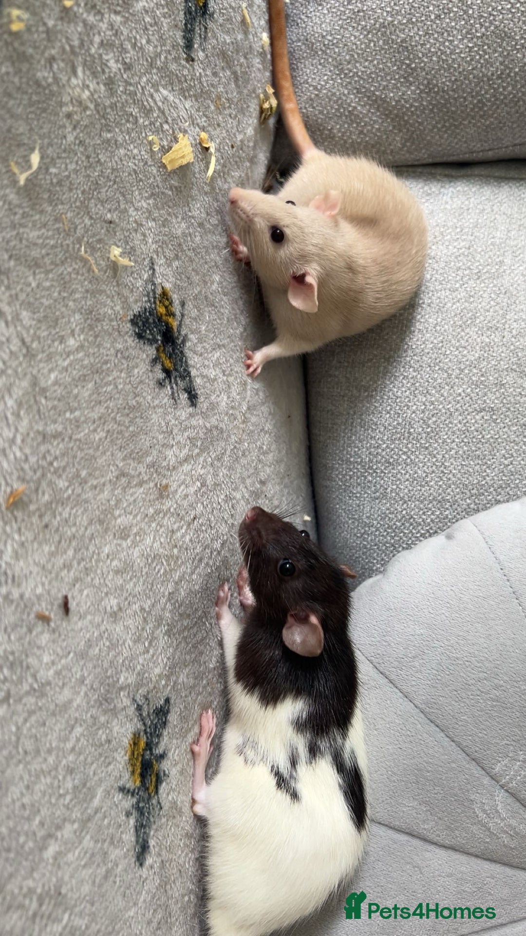 Rat rodents for sale: Pair of 4 month old female rats - Image 5