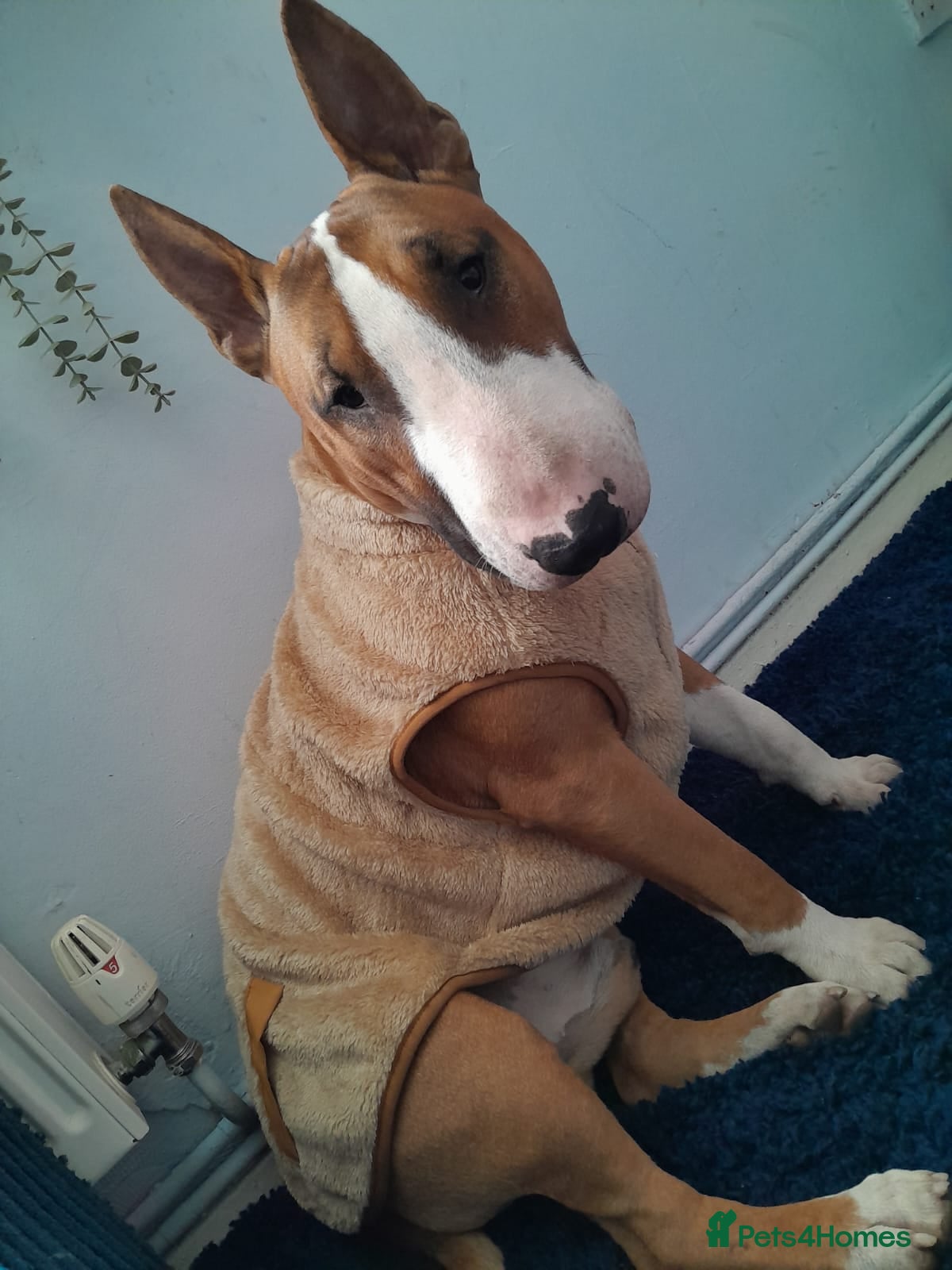 English Bull Terrier dogs Stud  - Advert 1