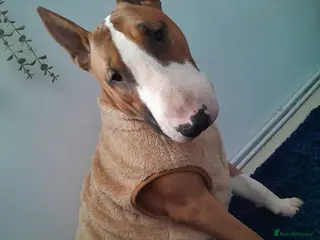 English Bull Terrier dogs Stud - Advert 1