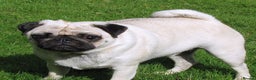 Pug dogs for sale: ** 10 MONTH PUG FEMALE ** - Advert 5