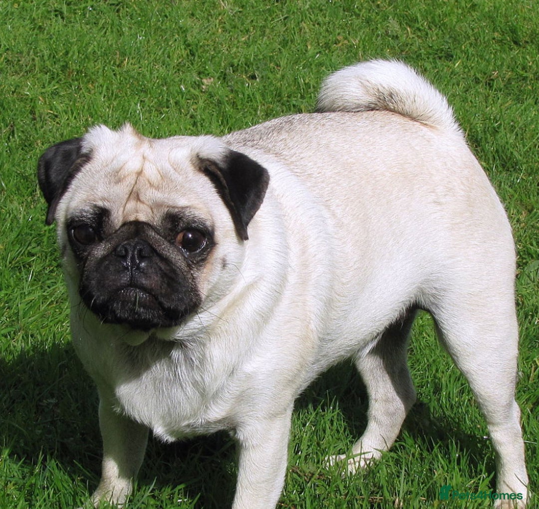 Pug dogs for sale: ** 10 MONTH PUG FEMALE ** - Advert 5