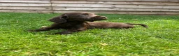 Cockapoo dogs for sale: Stunning F1 Miniature Cockerpoo Puppies - Advert 27