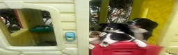 Welsh Collie dogs for sale: 3 sheep dog puppies for sale  in Merthyr Tydfil - Advert 1