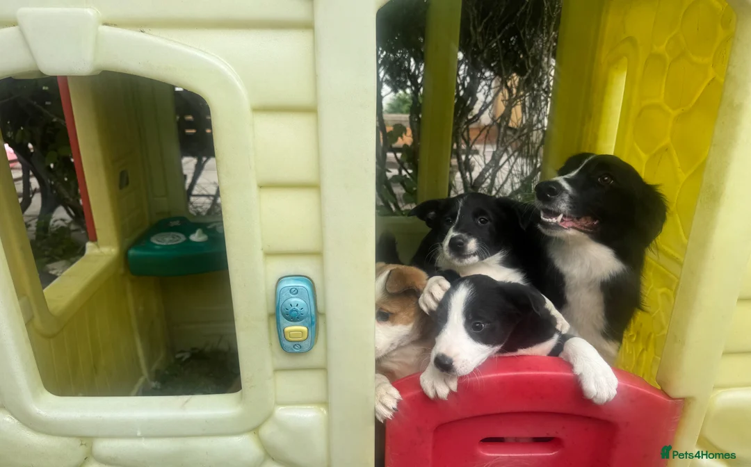 Welsh Collie dogs for sale: 3 sheep dog puppies for sale  in Merthyr Tydfil - Advert 1