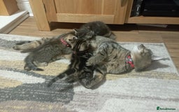Mixed Breed cats for sale: Beautiful boy kittens  - Image 9