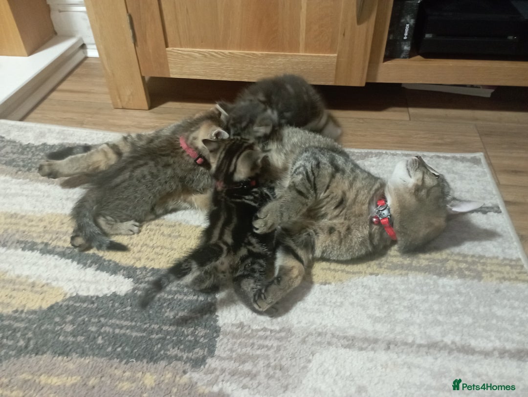 Mixed Breed cats for sale: Beautiful boy kittens  - Image 9