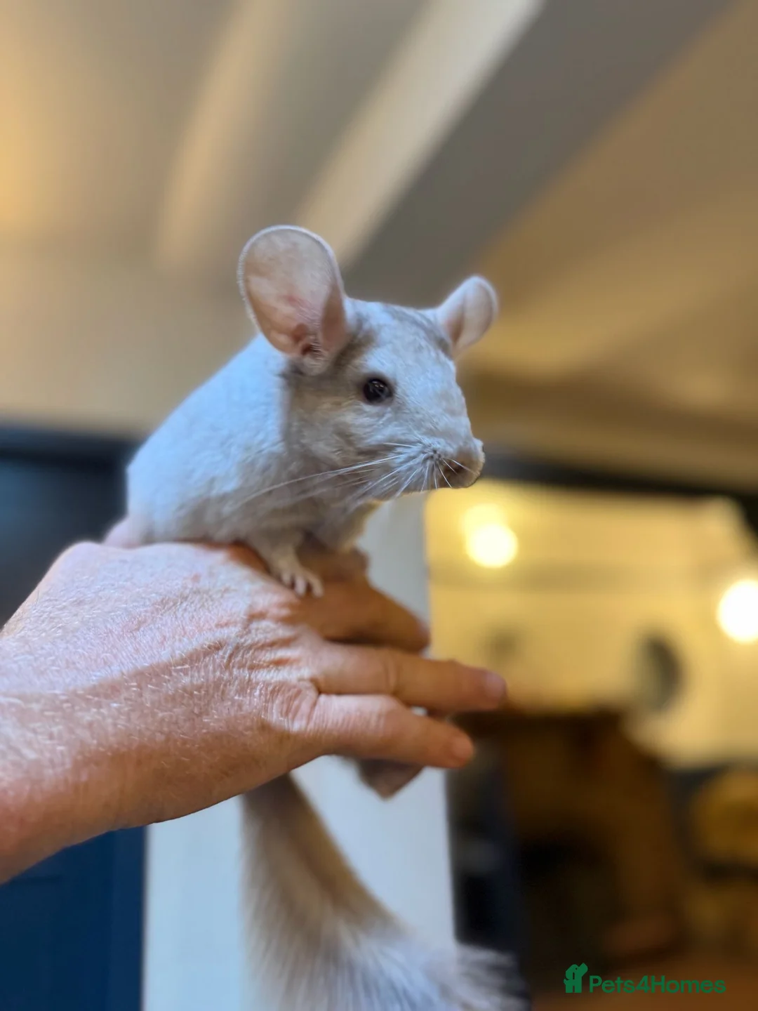 Chinchilla rodents for sale: 14 week old chinchillas 1 white boy 1 grey girl - Advert 1