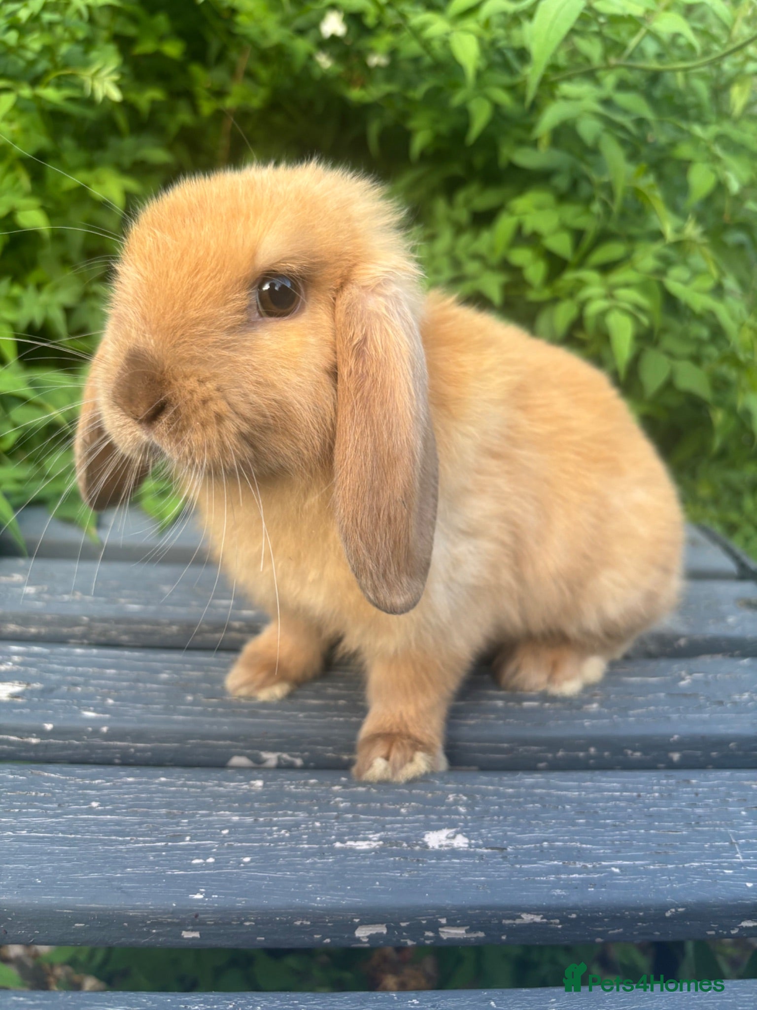 Mini Lop rabbits Mini lop mini lop cross - some ready to be reserve - Advert 1