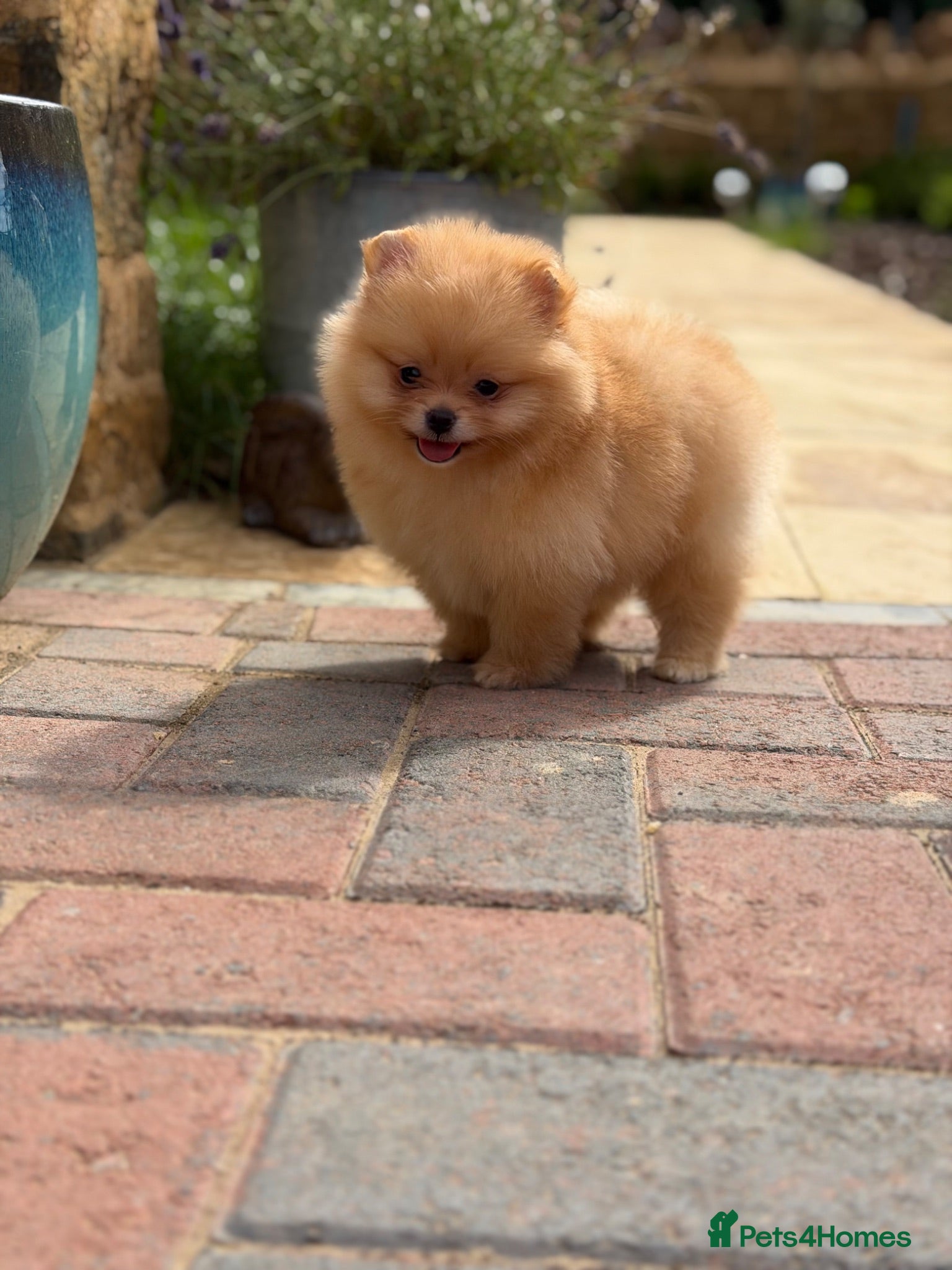 Pomeranian dogs Gorgeous Poms  - Advert 4