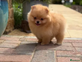 Pomeranian dogs Gorgeous Poms - Advert 4