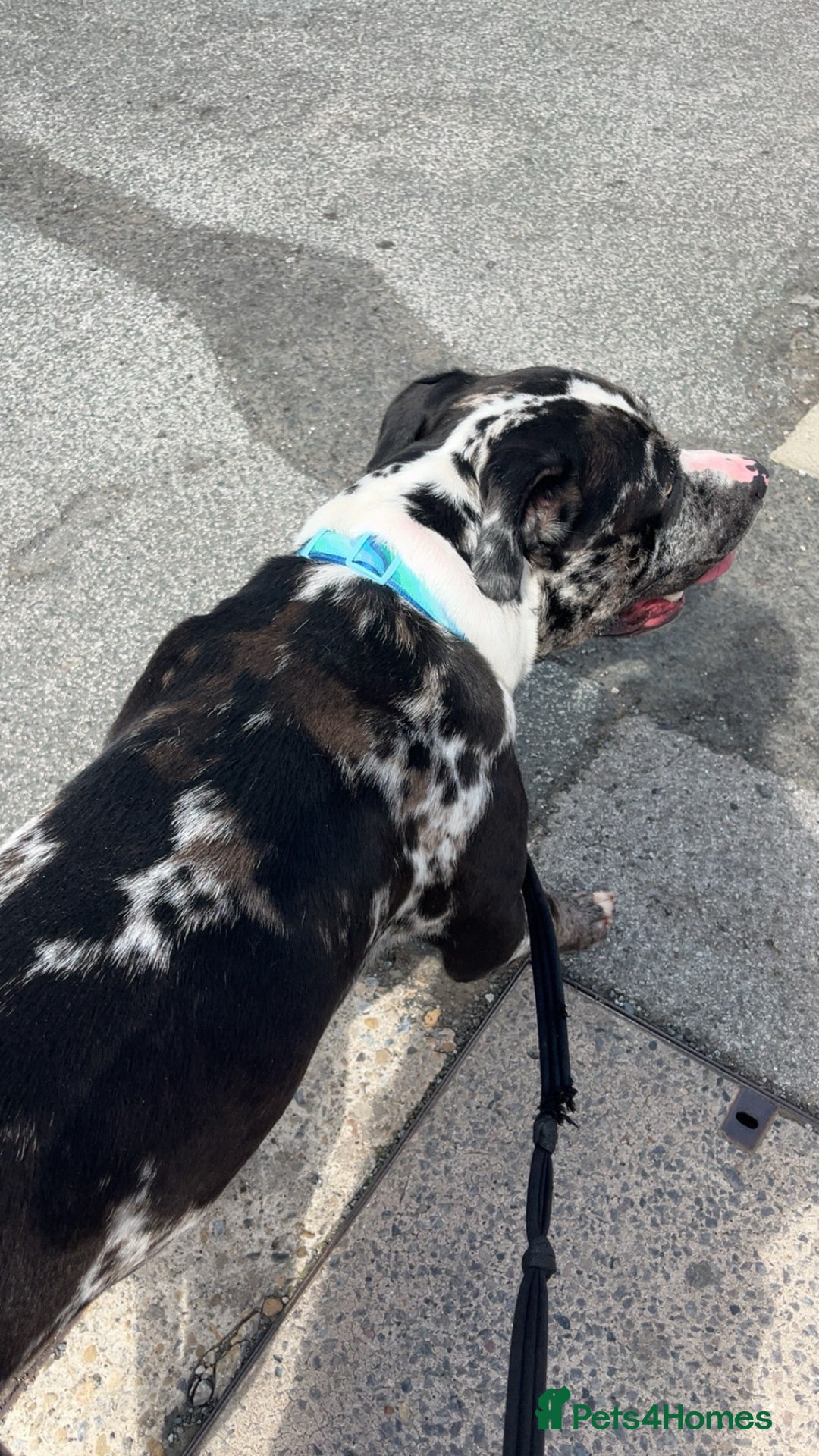 Bullmastiff dogs for stud: Merle bull mastiff cross staff for stud - Image 2