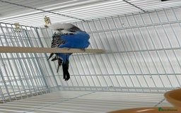 Budgerigars birds for sale: Selection of budgies  - Image 3