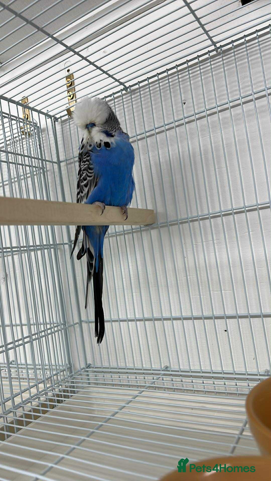 Budgerigars birds for sale: Selection of budgies  - Image 3