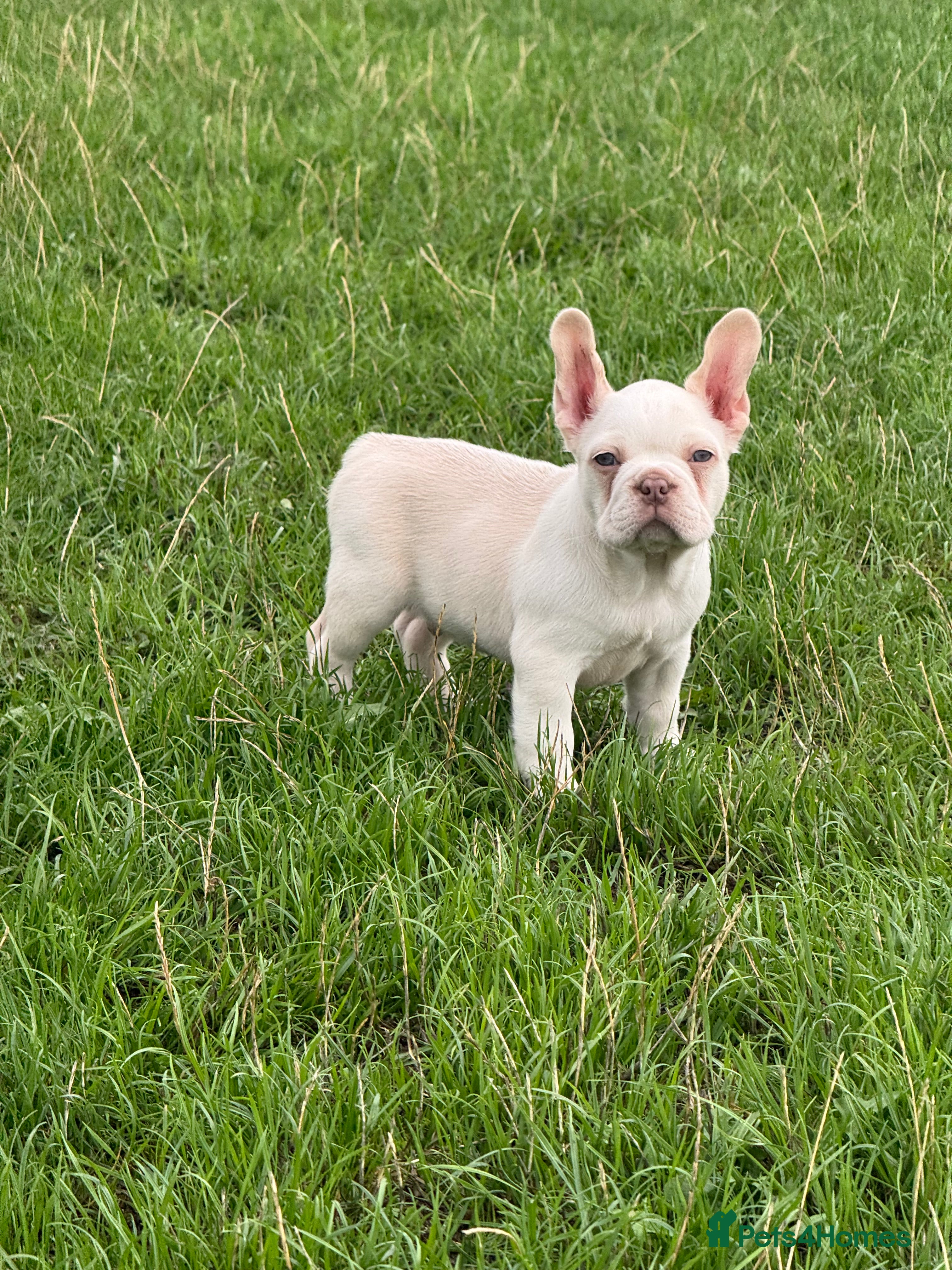 French Bulldog dogs Unique French bulldog pups 6 weeks old  - Advert 2