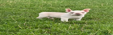 French Bulldog 5