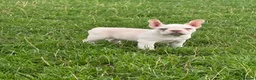 French Bulldog dogs for sale: Fluffy French bulldog pups REDUCED TO FIND HOMES - Advert 13