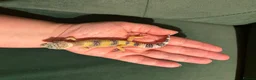 Leopard Gecko reptiles for sale: Leopard gecko babies - Advert 5