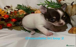 Chihuahua dogs for sale: Tiny chihuahua puppies  - Image 13