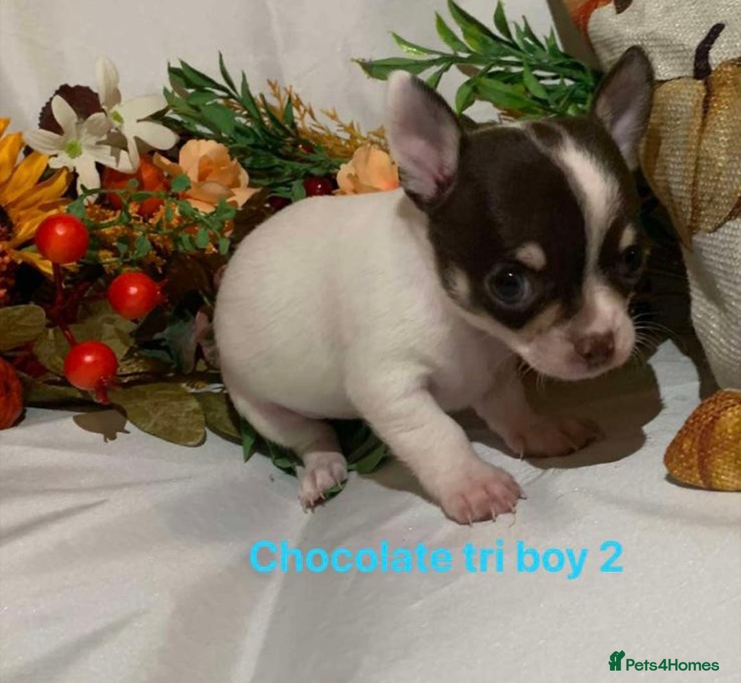Chihuahua dogs for sale: Tiny chihuahua puppies  - Image 13
