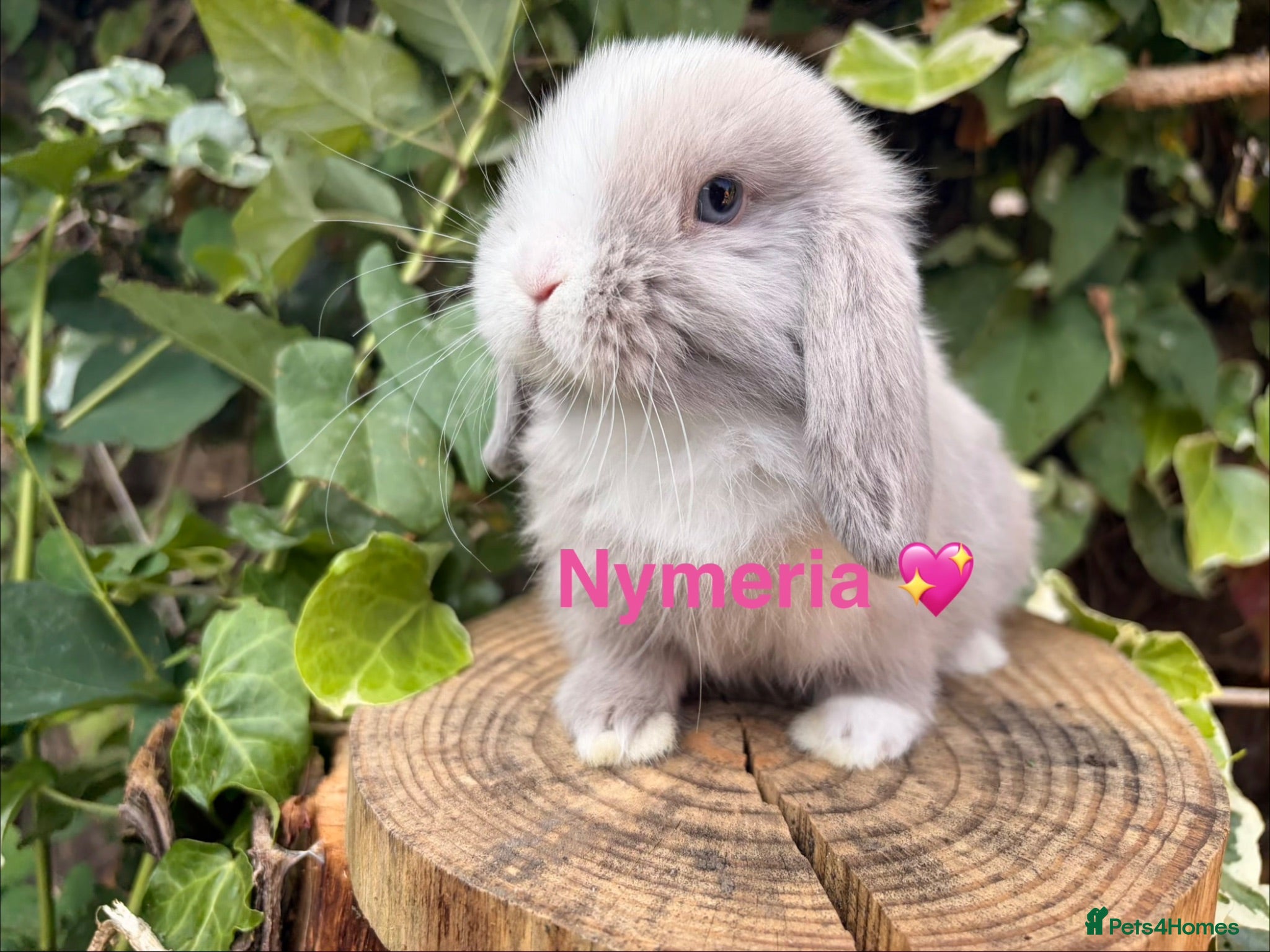 Mini Lop rabbits Amazing mini lop babies  - Advert 2