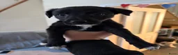 Mixed Breed dogs for sale: Border Collie / Whippet puppies  - Advert 9