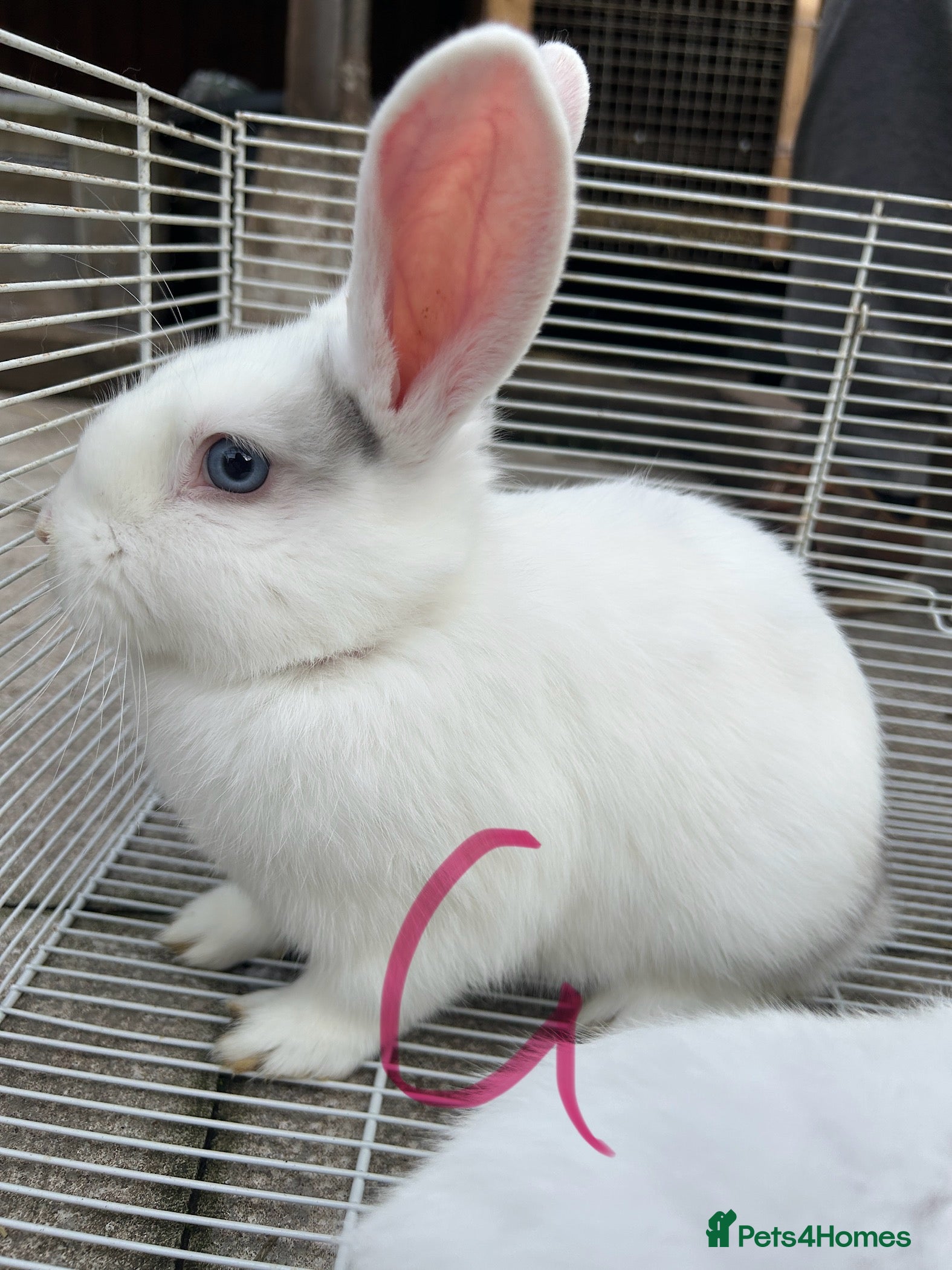 Lionhead rabbits I have both lop ear and Lionheads  - Advert 1