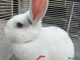 Lionhead rabbits I have both lop ear and Lionheads - Advert 4