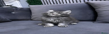 Maine Coon Kitten 2